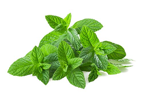 US Organic 100% Pure Spearmint Essential Oil - USDA Certified Organic, Steam Distilled - W/Euro droppers (More Size Variations Available) (30 ml / 1 fl oz)