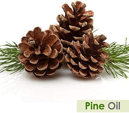 Pine (Pinus Sylvestris) Essential Oil 100% Pure & Natural - Undiluted Uncut Oil - Use for Aromatherapy - Therapeutic Grade - 100ml with Dropper