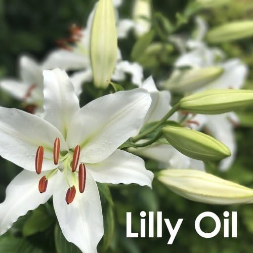 Lily (Lilium Auratum) Essential Oil Pure and Natural Undiluted Uncut Oil | Use for Aromatherapy Scented Fragrance Oil | Therapeutic Grade (30 ML) (1.01 fl oz)