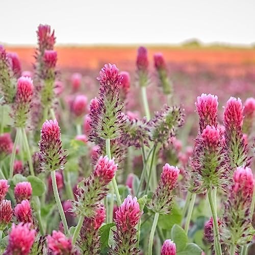 Clover Trio Seed Blend – Premium 25 LB Bulk ~4,480,000 Seeds – Red, White & Crimson Clover – Cover Crop & Soil Enrichment Mix