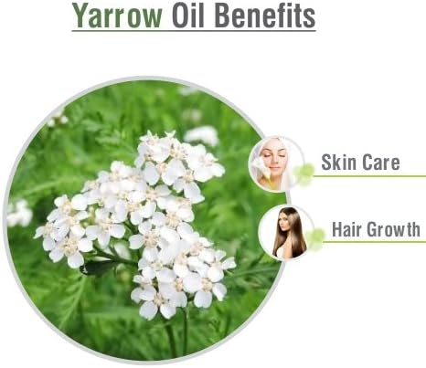 Yarrow Essential Oil (Achillea millefolium) 100% Pure & Natural - Undiluted Uncut Premium Oil -Therapeutic Grade- Use for Aromatherapy (50 ML)