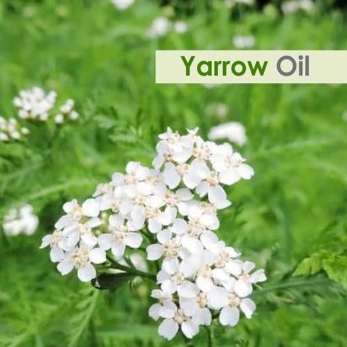 Yarrow Essential Oil (Achillea millefolium) 100% Pure & Natural - Undiluted Uncut Premium Oil -Therapeutic Grade- Use for Aromatherapy (50 ML)