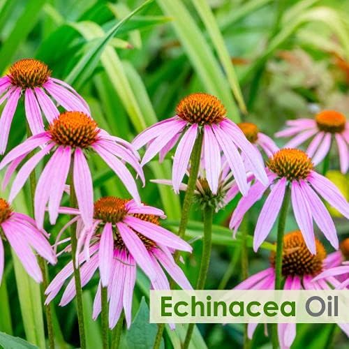 Salvia Echinacea Oil Pure and Natural Echinacea Oil Extract | Hair Care (Clean, Smooth and Silky Hair) | Skin Care (Hydrate, Nourish, Protect Skin) - 30 ML echinacea_30ml