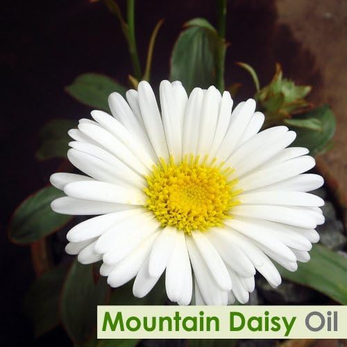 Salvia Mountain Daisy (Celmisia Spectabilis) Essential Oil 100% Pure & Natural (30ml)