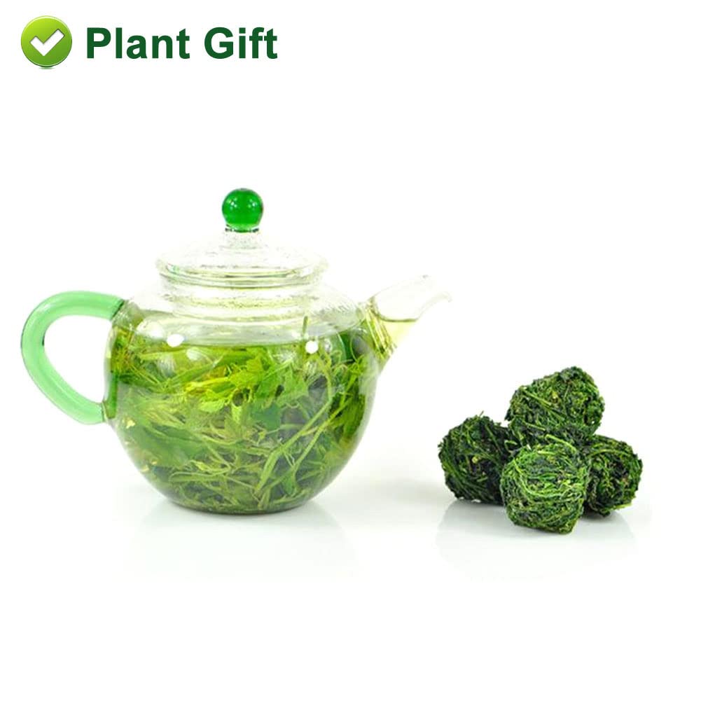 PlantGift Gynostemma Tea/Jiaogulan Tea 100G/3.52oz 绞股蓝茶 Jiaogulan Loose Leaf Tea, Premium Gynostemma Pentaphyllum Herbs, 100% Natural