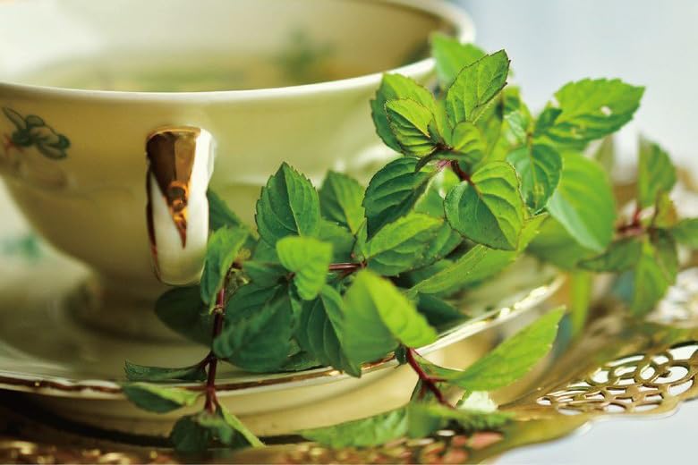 Damtuh Peppermint Tea – 100% Pure Peppermint, Caffeine-Free Herbal Tea, 10 Tea Bags (1g each)