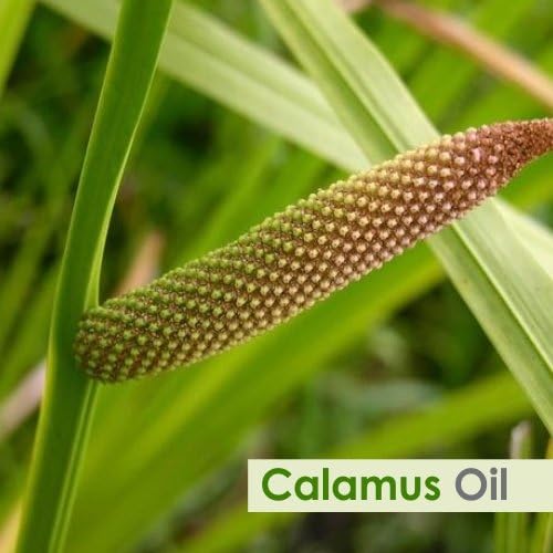 Calamus Oil (Acorus Calamus) Therapeutic Essential Oil by Salvia Amber Bottle Natural Uncut Undiluted Pure Cold Pressed Aromatherapy Premium Oil - 30ML/ 1.01fl oz