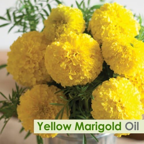 Salvia Yellow Marigold (Tagetes erecta) Oil - 50ml/1.69Fl Oz
