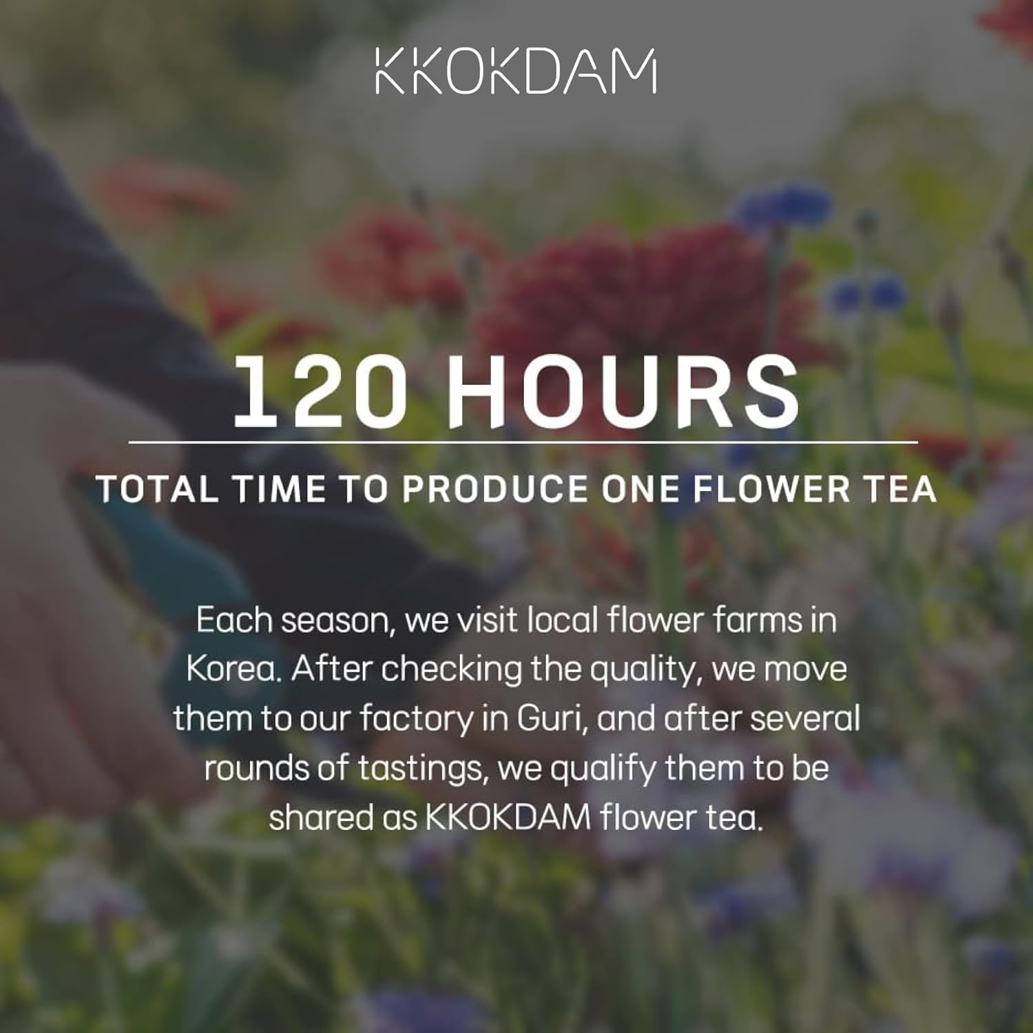 KKOKDAM Kombucha Tea - Peach & Cherryblossom Korean Tea - Kombucha Drinks Probiotic Support, Low Calorie, Sugar Free Kombucha Pack - 15 Packs