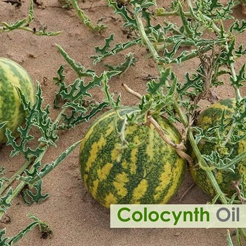 Colocynth Oil | Pure and Natural Cold-Pressed Oil | Hair Care (Hair Thickening, Improve Scalp Health) Skin Care (Moisturizes & Nourishes)- Cosmetic Grade - 100 ML