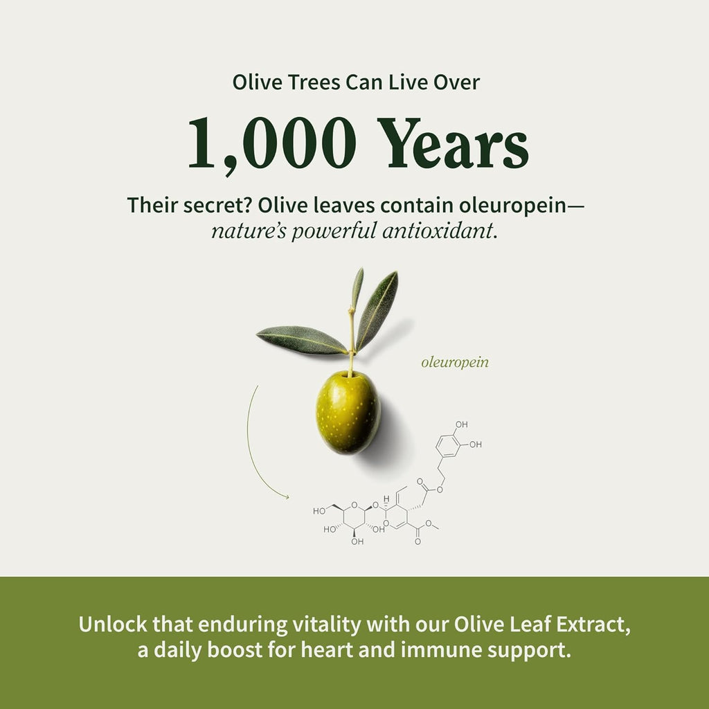 Snap Supplements Olive Leaf Extract Capsules - Super Strength 40% Oleuropein for Blood Flow Support, Improve Digestion, Antioxidant Boost Supplement, Improve Brain Function (60 Capsules)