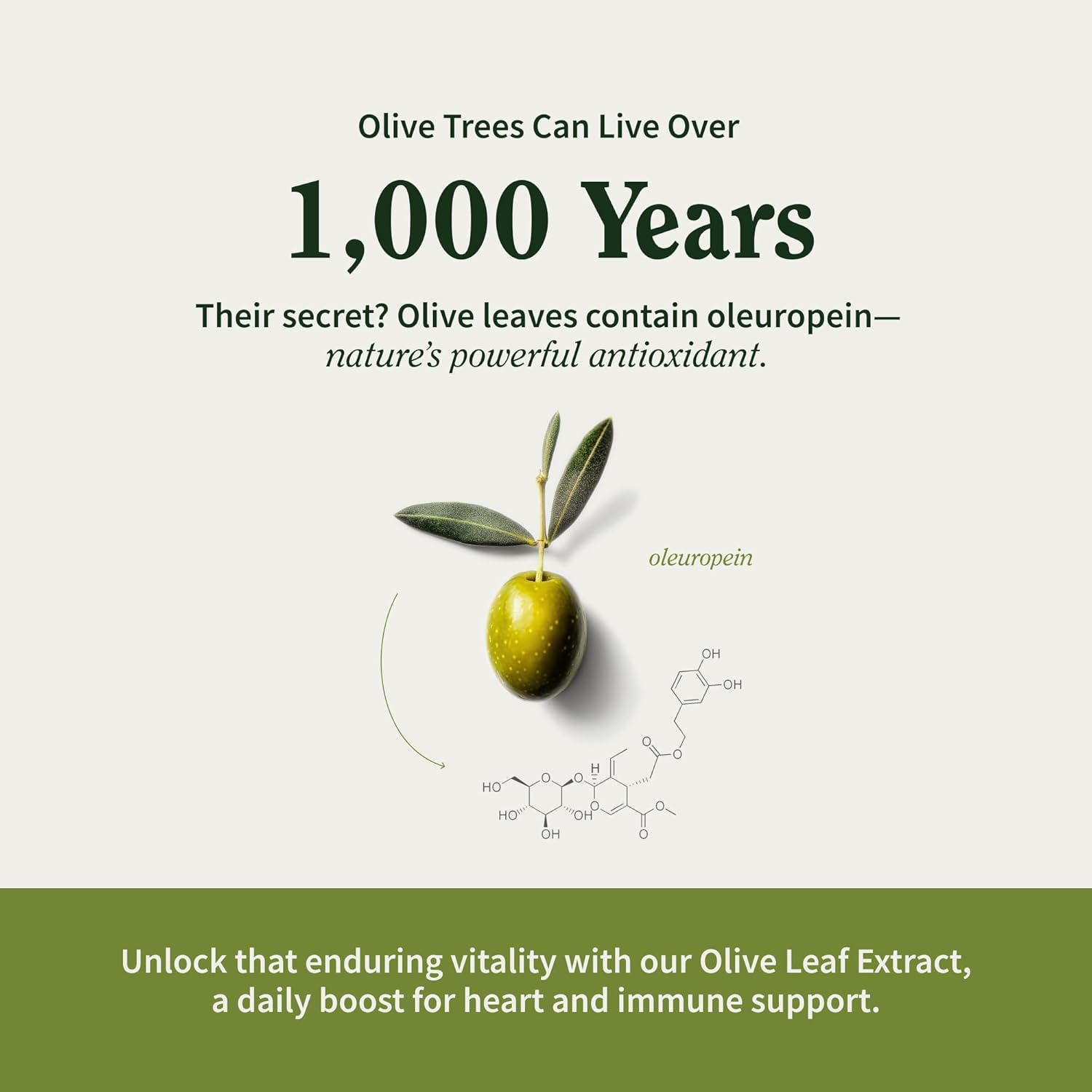 Snap Supplements Olive Leaf Extract Capsules - Super Strength 40% Oleuropein for Blood Flow Support, Improve Digestion, Antioxidant Boost Supplement, Improve Brain Function (60 Capsules)
