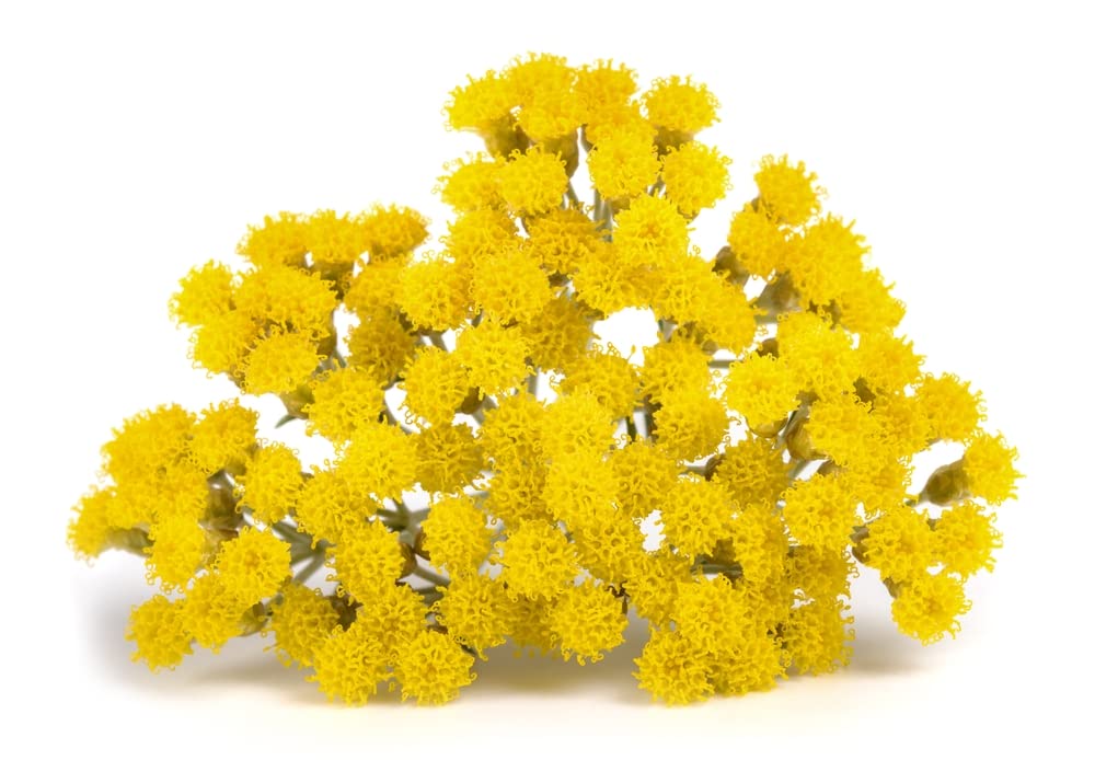 US Organic Helichrysum Essential Oil, USDA Certified Organic, Steam Distilled, Sourced from The Balkan Peninsula, High end Essential Oil (5 ml)