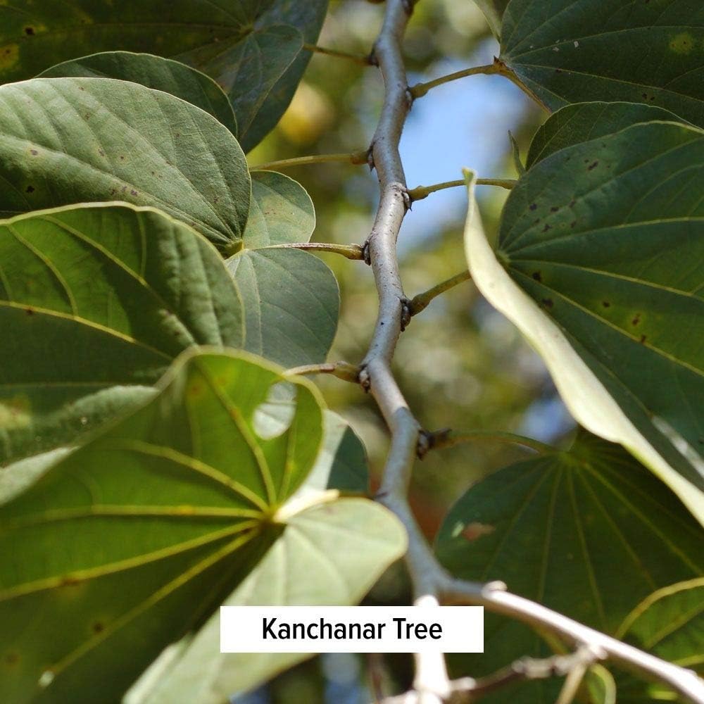 Banyan Botanicals Organic Kanchanar Guggulu Powder – Traditional Ayurvedic Guggulu Formula – Ayurvedic Herbs for Healthy Elimination of Natural Toxins* – ½ lb. – Non-GMO Sustainably Sourced Vegan