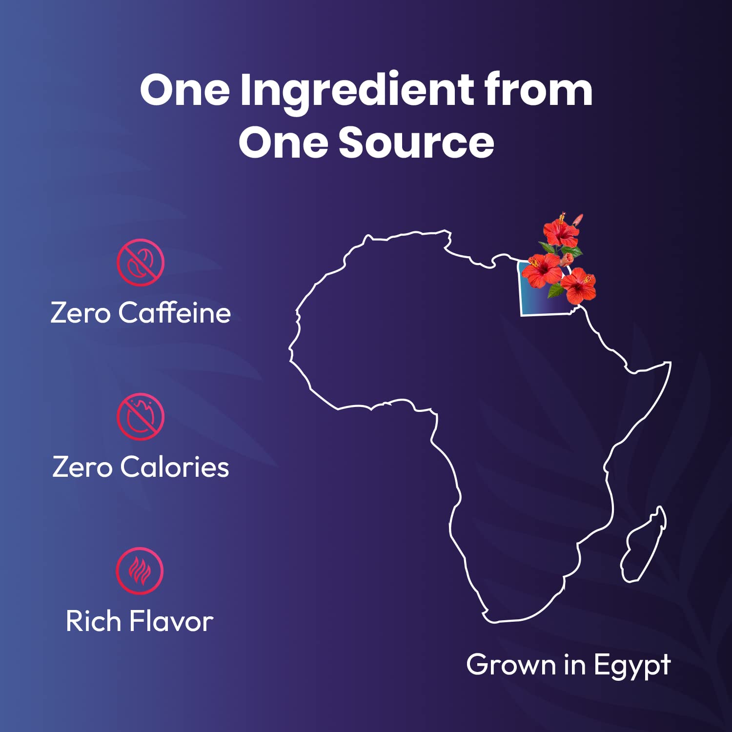 Organic Hibiscus Tea -100 Tea Bags | Organic Herbal Tea From Single Origin | Eco-Friendly Tea Bags | Non-GMO Caffeine Free Tea With Zero Sugar | Cederberg Tea Company