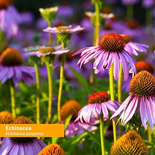 Herb Pharm Certified Organic Echinacea Root Liquid Extract for Immune System Support, Organic Cane Alcohol, 1 Ounce (DECH01)