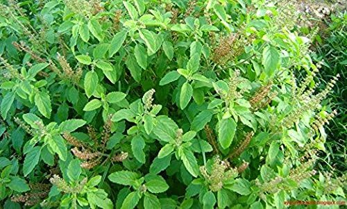 Tulsi - Holy Basil Supplement - Highest Potency, Maximum bio-availabilty, Made with Organic Herbs (Vegetarian Capsules, 120 Count)