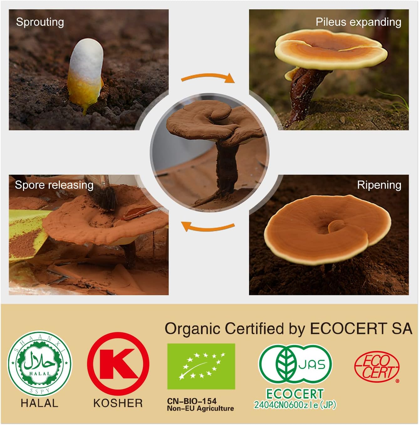 Organic Reishi Mushroom Capsules with 100% Ganoderma Lucidum Reishi Spore Powder for Boost Immune System, Vegan, All Natural, Non-GMO & Gluten Free, 60 Veggie Capsules
