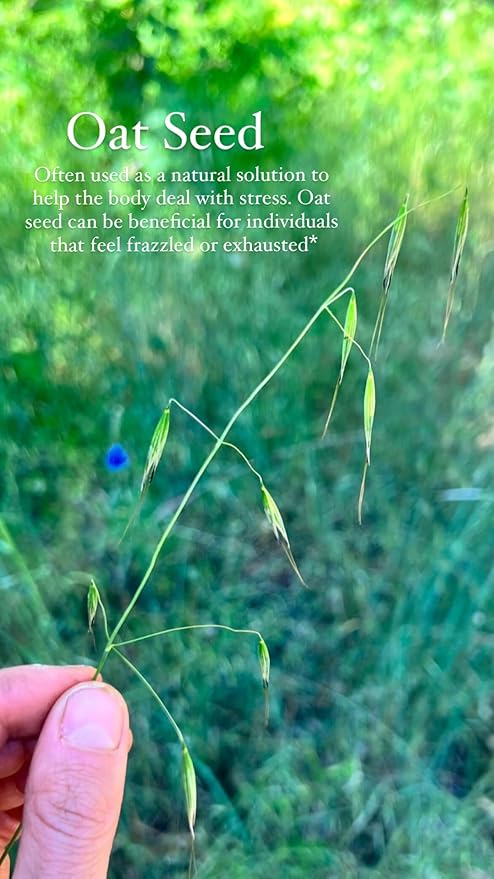 Herb Pharm Certified Organic Alcohol-Free Oat Seed Glycerite for Nervous System Support - 4 Ounce