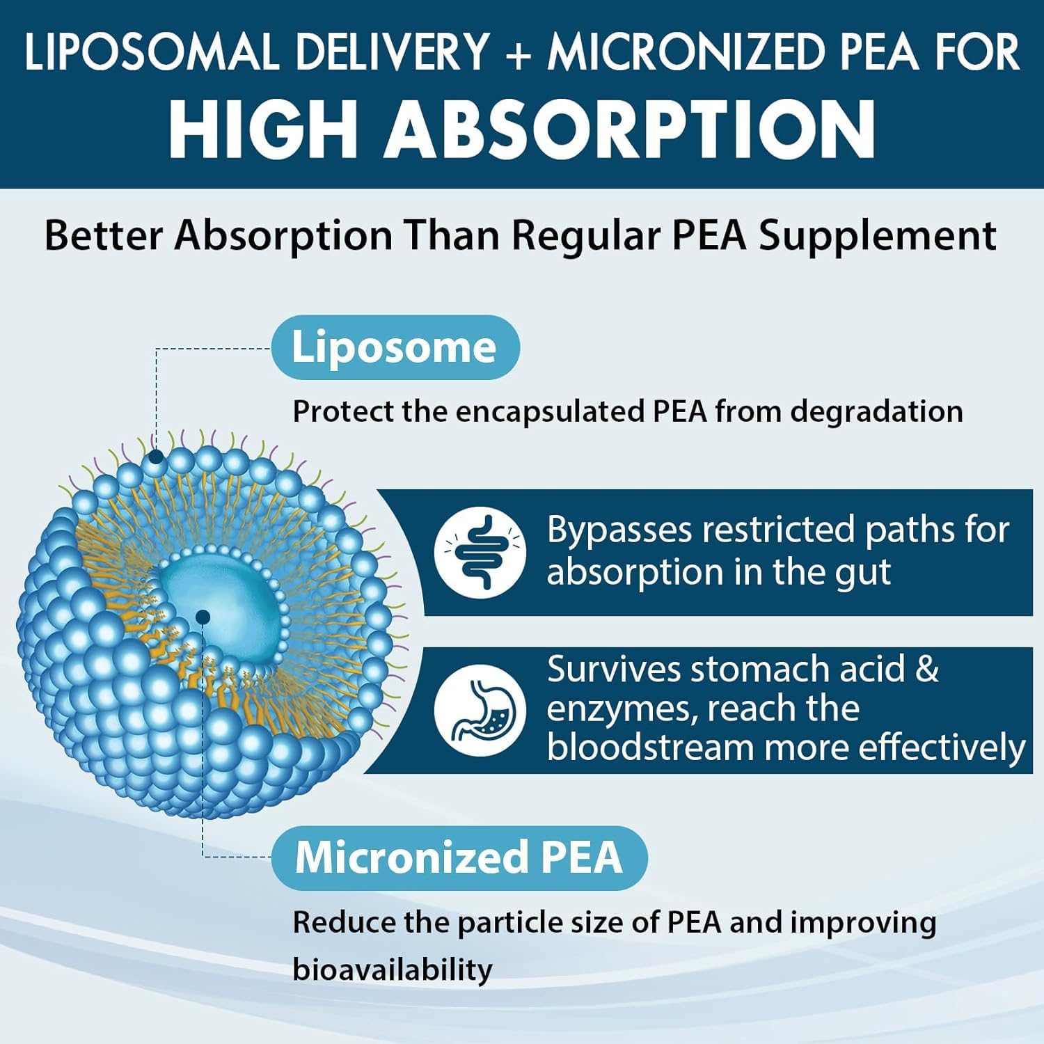 Liposomal Palmitoylethanolamide 1300 MG Plus Luteolin 100 MG, Superior Absorption, Micronized Pea Supplement for Discomfort Management, 60 Softgels