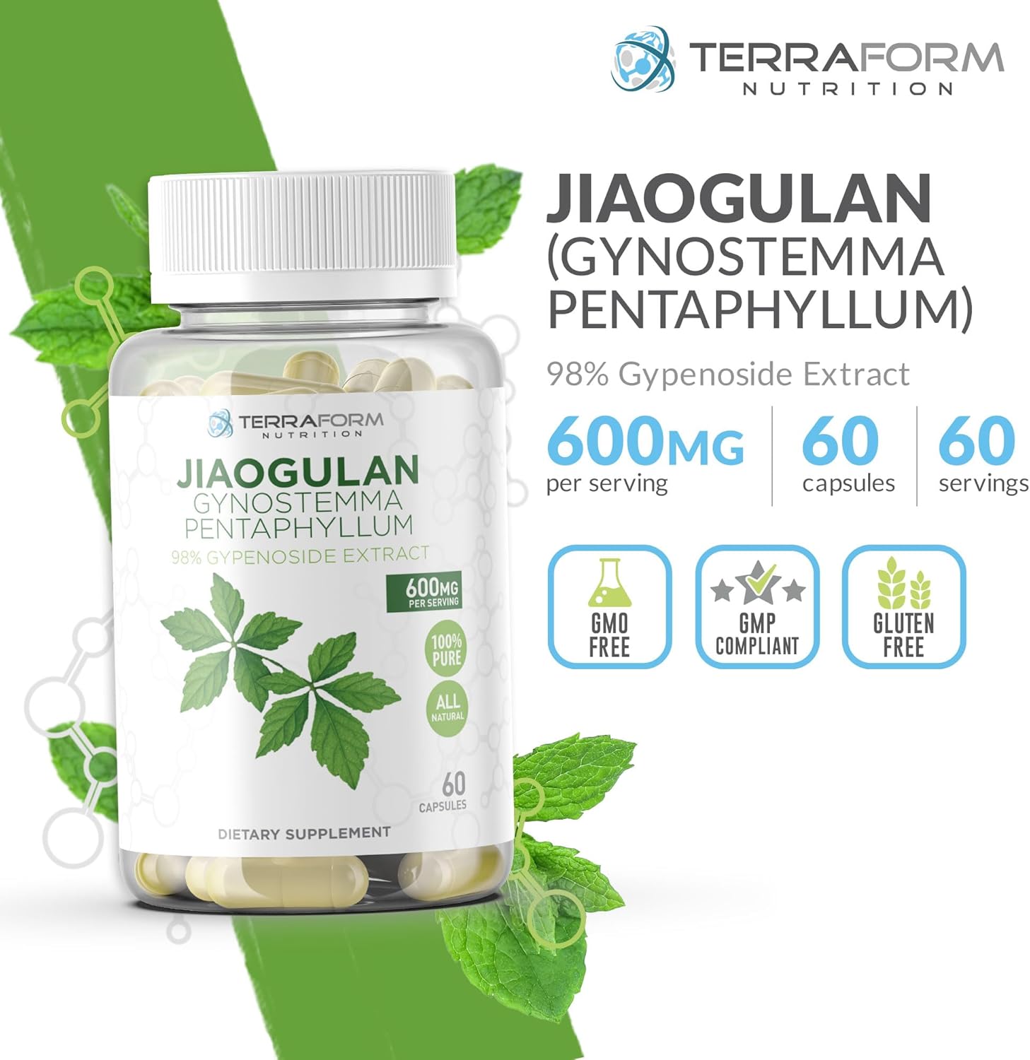 TerraForm Nutrition Gynostemma Pentaphyllum Supplement - 600mg per Capsule - 98% Gypenoside Extract (20:1) - Jiaogulan - 60 Capsules - Adaptogenic Herbal Supplement