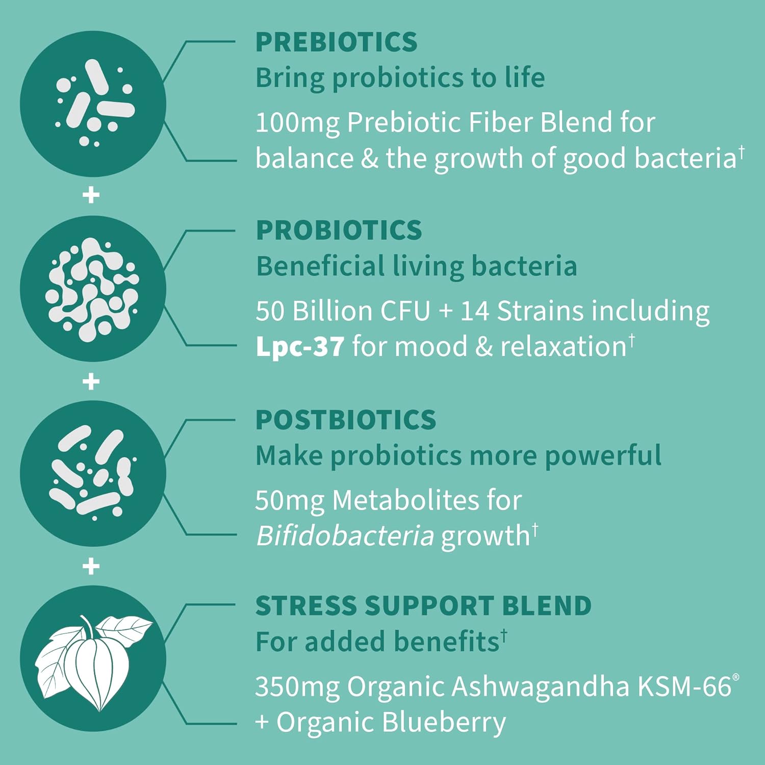 Garden of Life Dr Formulated Calm Daily 3-in-1 Complete Probiotics, Prebiotics & Postbiotics with Ashwagandha - PRE + PRO + POSTBIOTIC Supplement for Immune, Digestive & Mood Support - 30 Day Supply