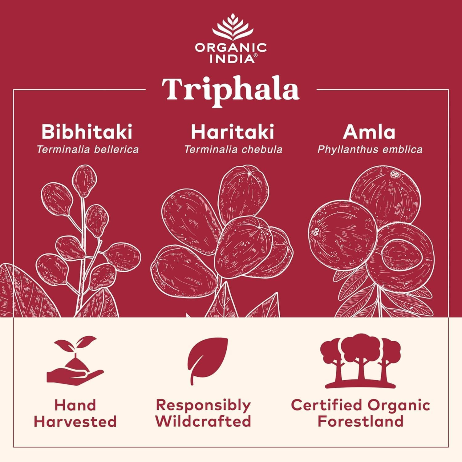 ORGANIC INDIA Triphala Capsules Organic - Herbal Supplement with Amla, Bibhitaki, Haritaki, Digestion & Colon Support, Immune System Support, Adaptogen, Vegan, USDA Certified Organic - 60 Capsules