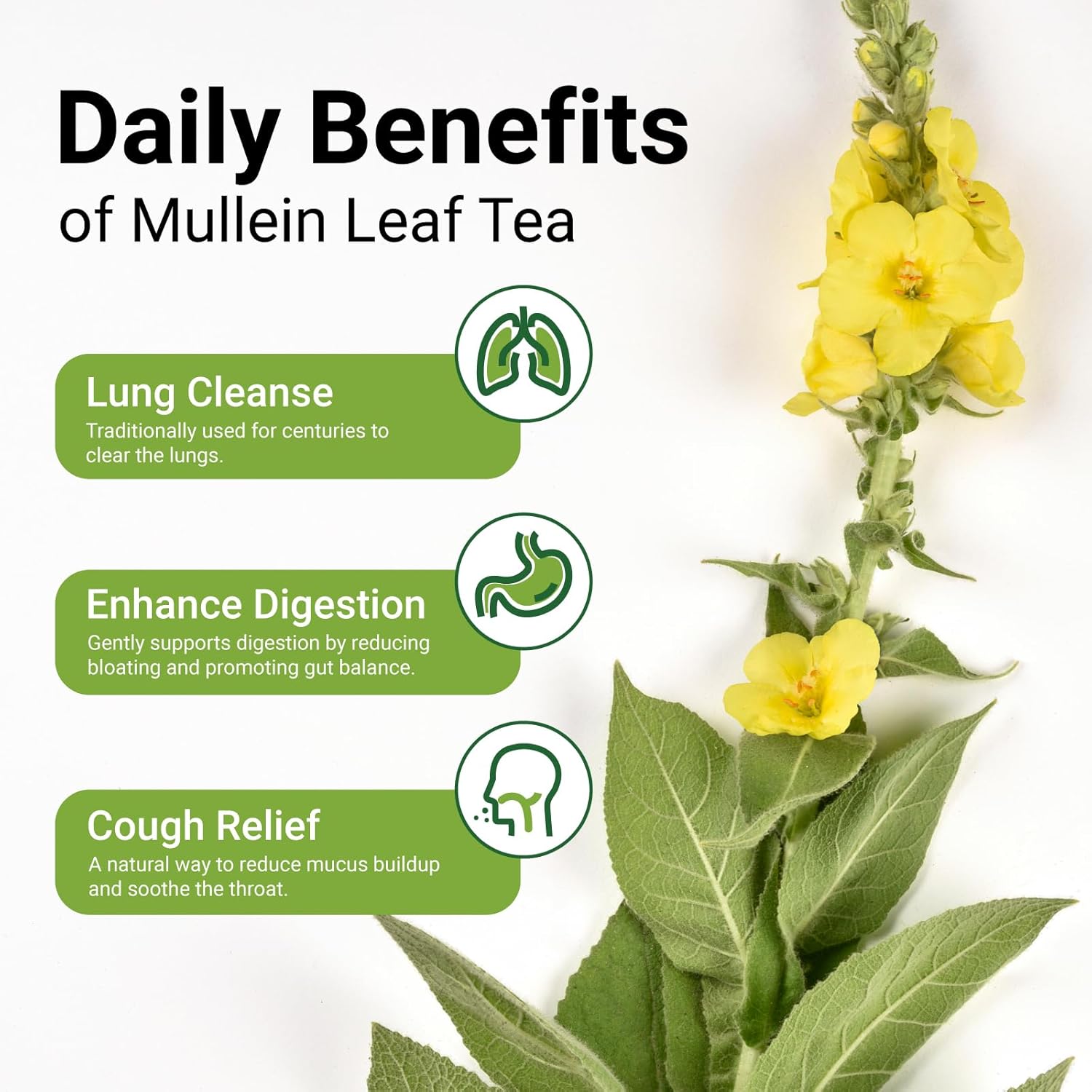 Premium 20 Mullein Tea Bags For Lungs - 100% Pure Mullein Leaf | For Lung Health & Respiratory Wellness Support | Caffeine Free - No Additives & Non-GMO | Plastic-Free, Plant-Based Tea Bags