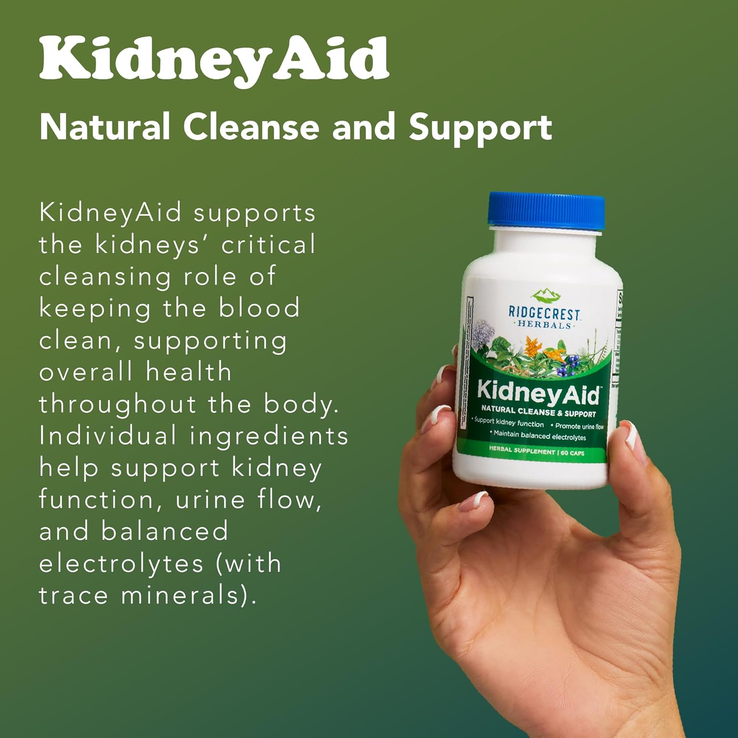 Ridgecrest Herbals KidneyAid, Kidney Health Support Supplement, Hydrangea, Horsetail, Urinary Tract Health Support, Trace Mineral (60 Caps, 30 Serv)