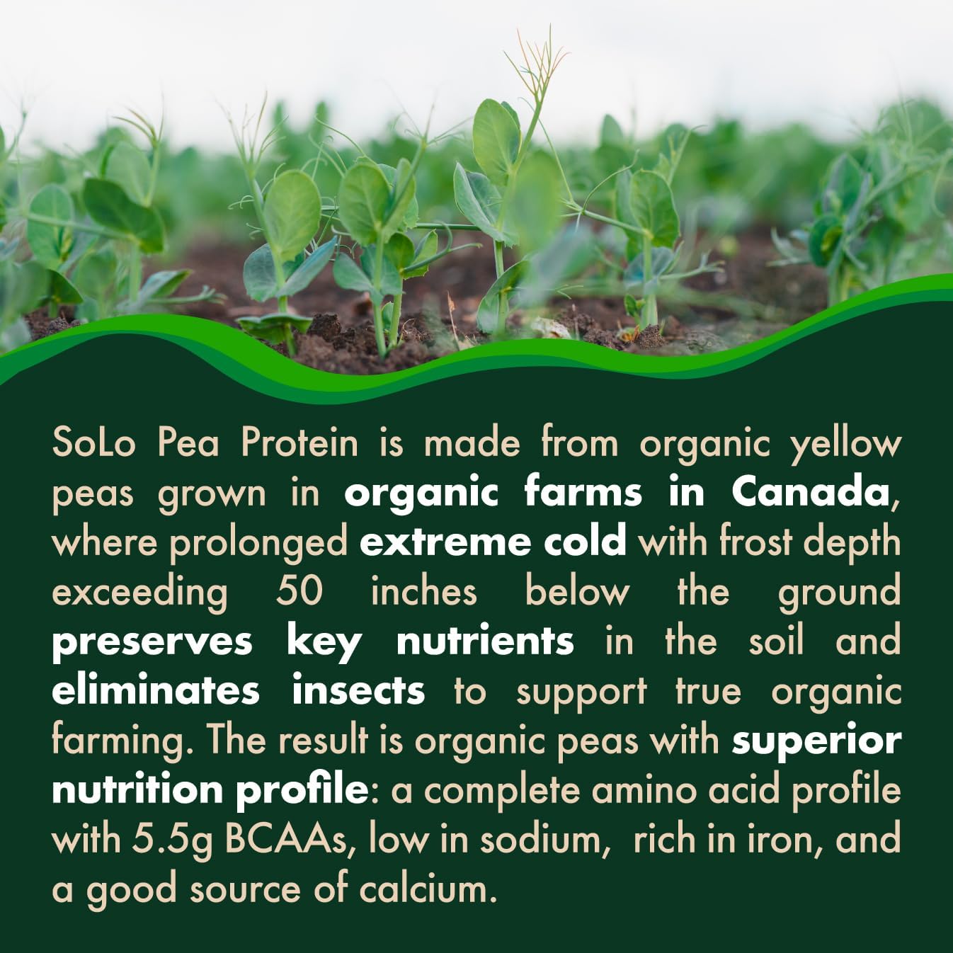 SOLO Organic Pea Protein Isolate, Low in Sodium, Canada Grown Peas, 100% Vegan, Non-GMO, Unflavored Plant Based Protein Powder with BCAA, Keto & Paleo Friendly, Easy to Digest, No Additives (2.7 lbs)