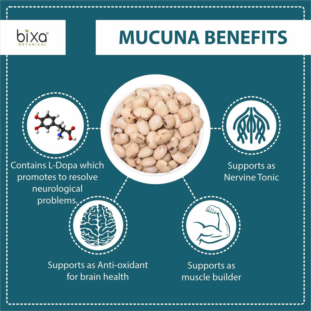 bixa BOTANICAL Mucuna Pruriens Powder | Velvet Bean Powder | Kapikacchu ǀ Ayurvedic Herbal Supplement ǀ Energy Booster | 200 Grams / 7 OZ | Gluten Free, Non-GMO, Steam Treated, Vegan, 100% Pure.
