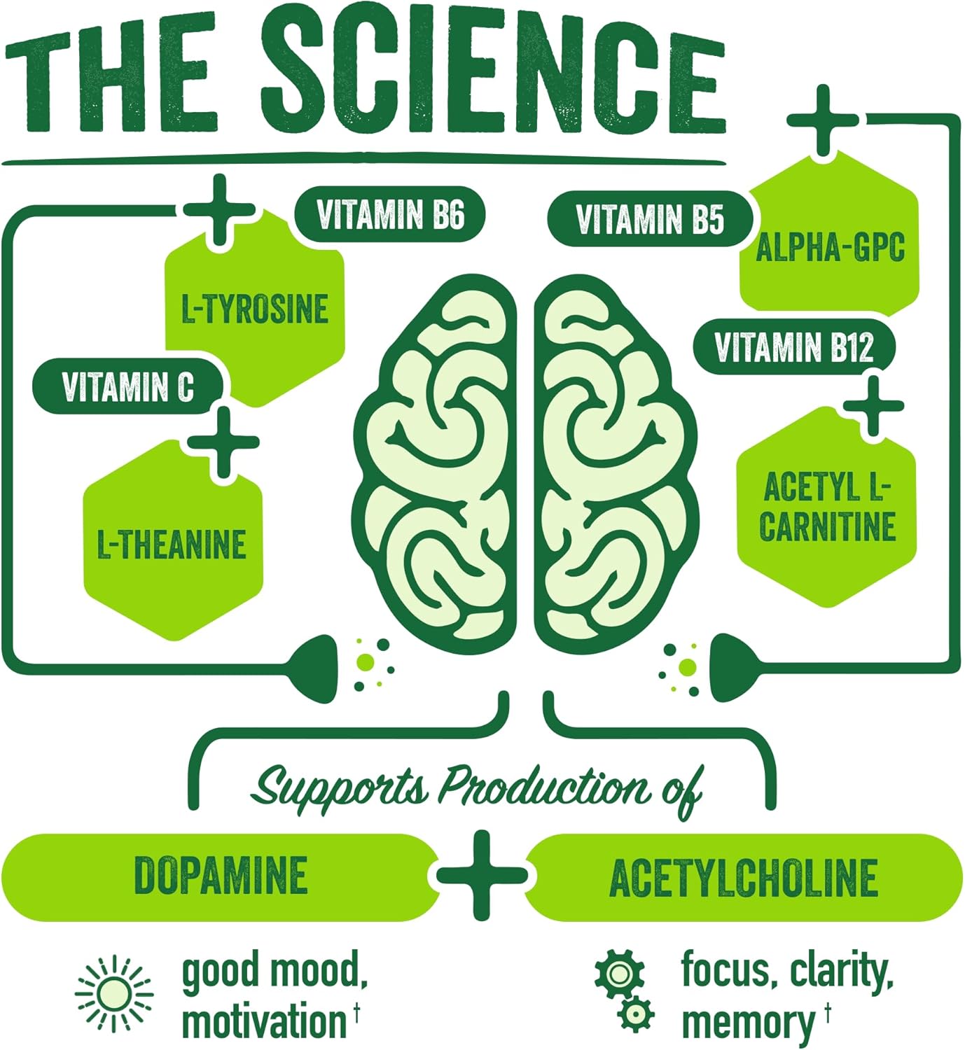 BrainJuice Nootropics Brain Support Supplement, Gluten Free Powder for Energy and Focus, Drink Mix with L Theanine, Alpha GPC, Vitamin B, Organic Green Tea Extract Caffeine, Classic, 15 Servings