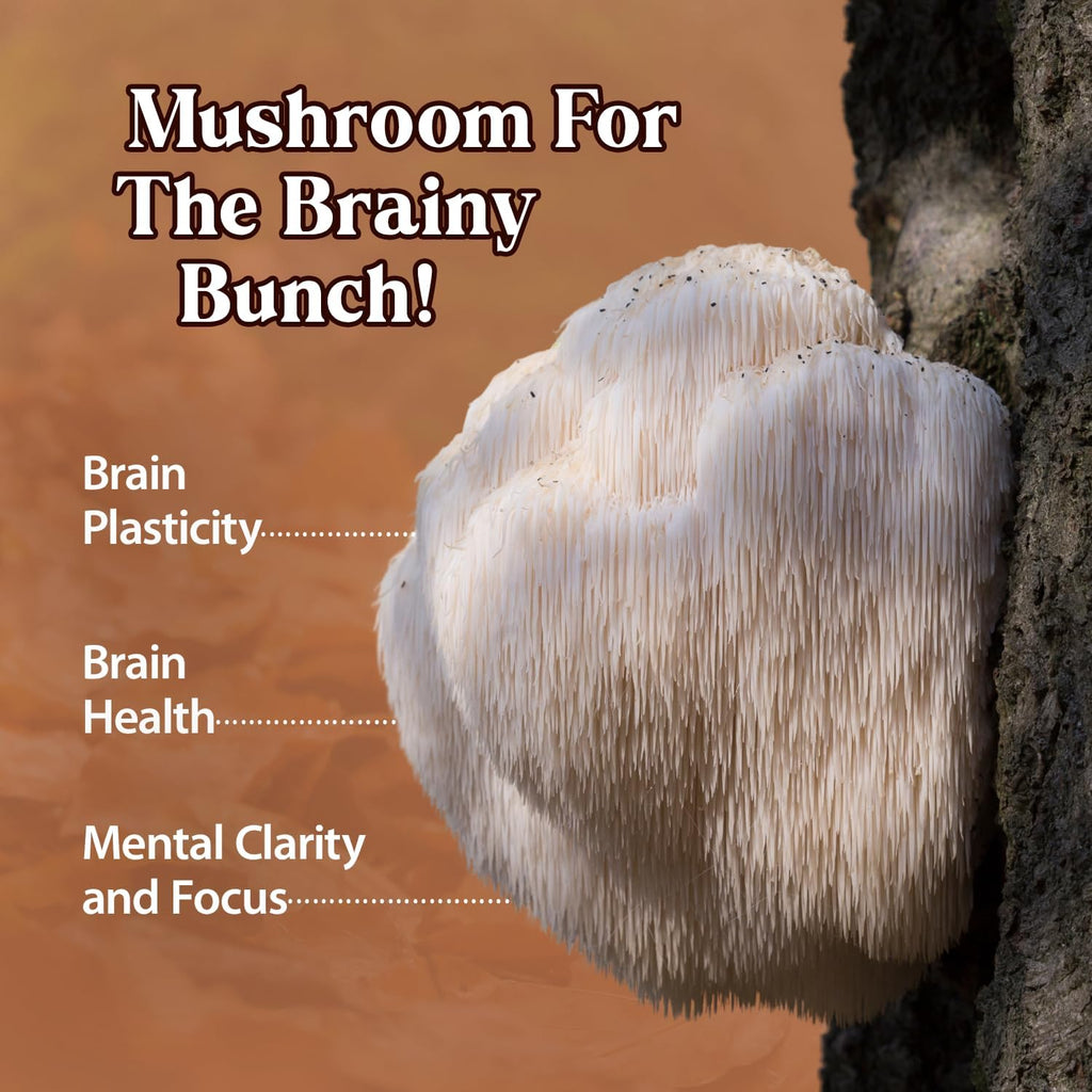 Dragon Herbs Lion's Mane Drops • Mushroom Supplement • Supports The Brain & Nervous System • Adaptogen for Mood Health • Triple Extraction, Fast Acting, Super Potency • Vegan, 2 fl oz 60ml • Tincture