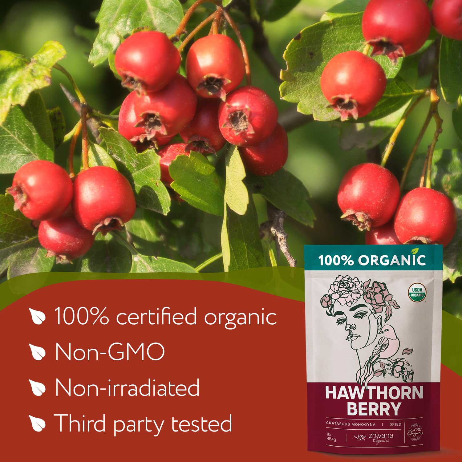 Zhivana Organics Organic Hawthorn Berry (8oz.) - Hawthorne Tea for Herbal Teas, Infusions, Tinctures, Culinary Recipes