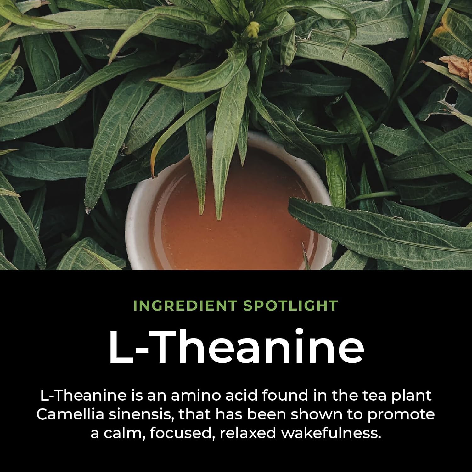 Productive Energy Tea - Enhanced Focus & Energy with 100mg L-Theanine, 90mg Caffeine Organic Guayusa & Yerba Mate, Assam Black Tea - Crash-Free Cognitive Boost