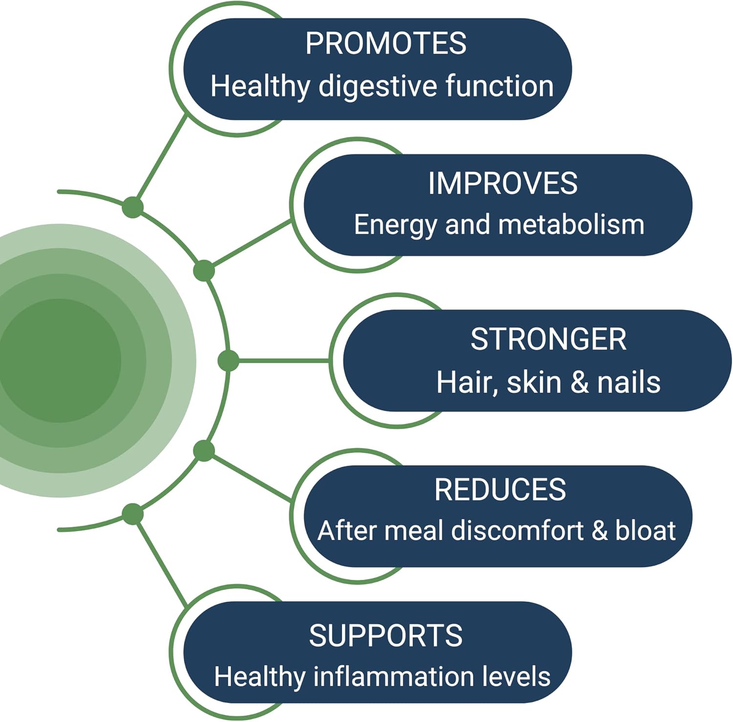 Healthy Gut HCL Guard+ | Promotes Healthy Digestive Function | Betaine Hydrochloride, Organic Ginger Root, DGL, and Pepsin | 60 Servings