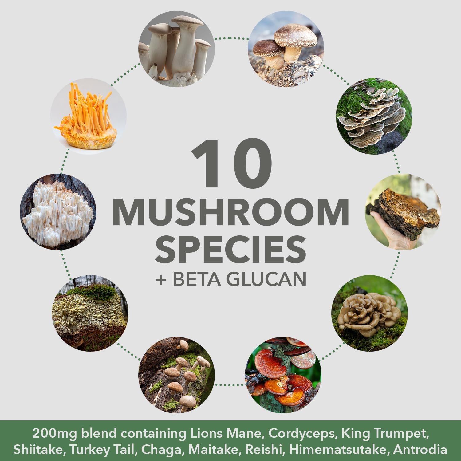 Plantfusion Mushroom Protein Powder - 3 in 1 Vegan Protein Powder, Mushroom Supplement, and Adaptogen Supplement - Support Mental Focus, Immunity, and Recovery - Vanilla 1lb