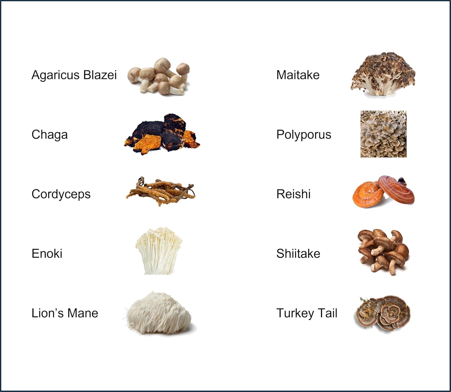 Mushroom Extract Powder - Powerful 10 Blend, Organic Lions Mane, Cordyceps, Reishi, Shiitake, Turkey Tail Mushrooms Nootropic Brain Supplement for Energy, Calm, Focus & Immune System Booster