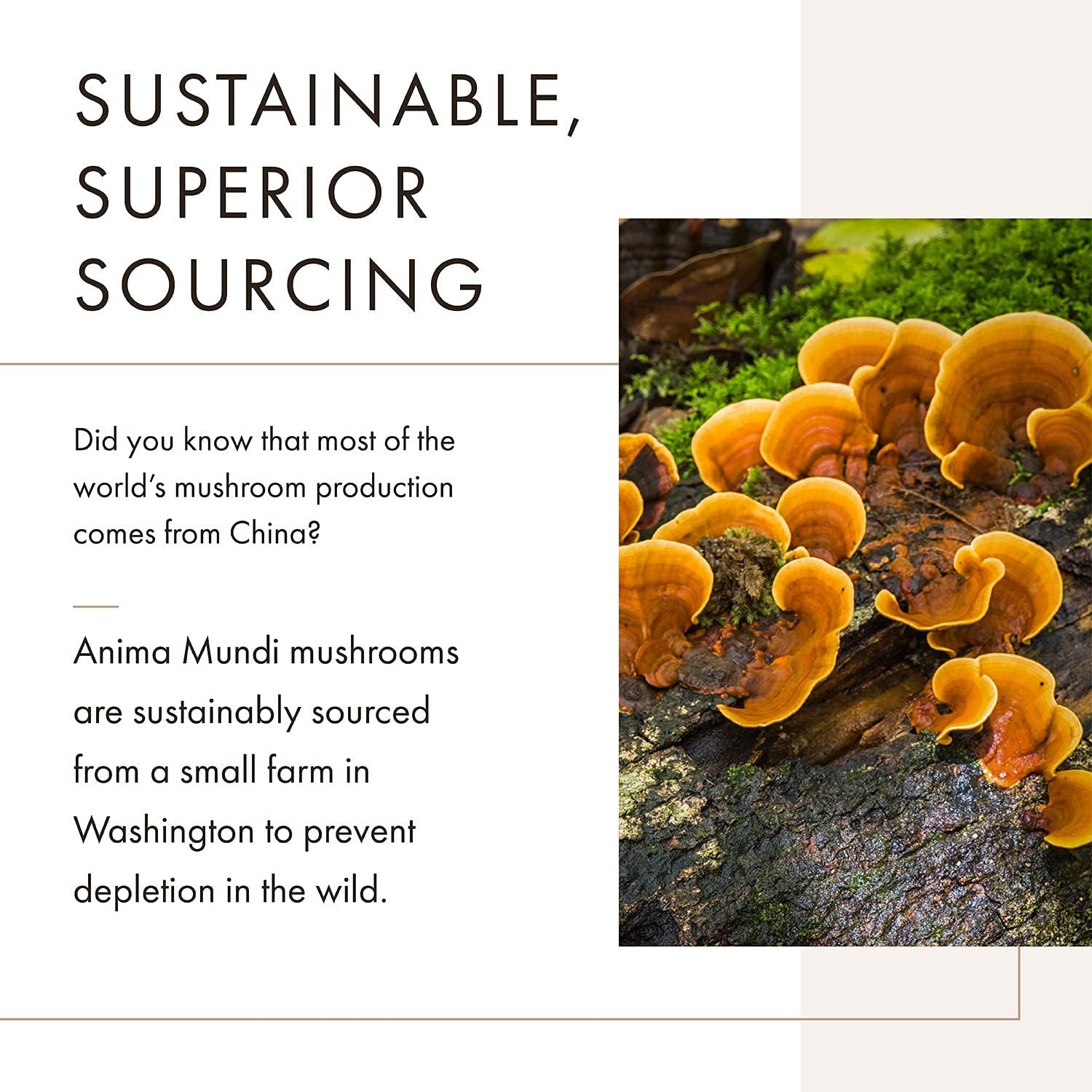 Anima Mundi Apothecary Chaga Mushroom Powder - Organic Chaga Mushroom Powder - Immune System Support Supplement - Great for Tea, Coffee and More (5oz)