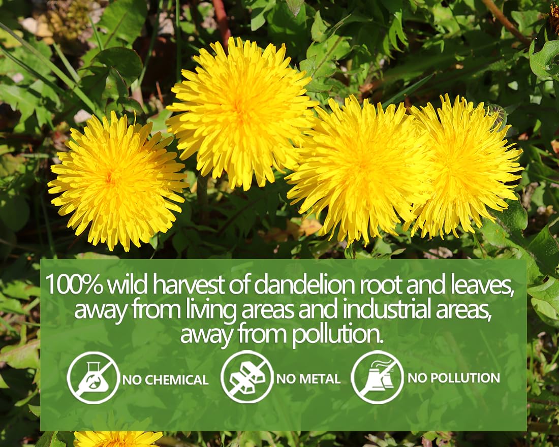 Premium Dandelion Leaf & Root Tea,100 Tea Bags/7.06Oz,for Liver & Kidney Health,Roasted Detox Herbal Tea. Support Digestion & Boost Immune System, Caffeine Free.