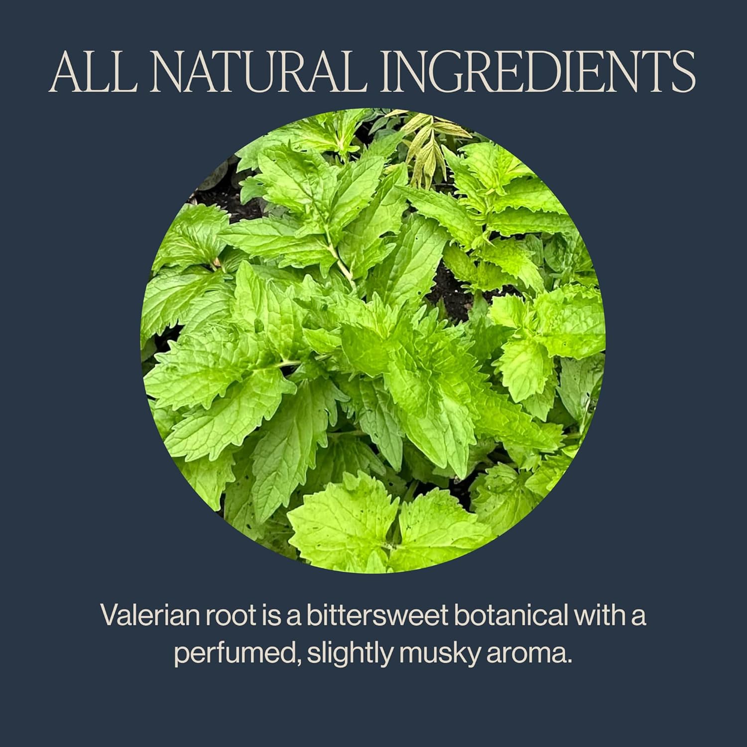 Rishi Tea Valerian Dream Herbal Tea - Organic Sachet Bags, Caffeine Free, Calming Botanical Blend with Valerian Root - 15 Count (Pack of 6)