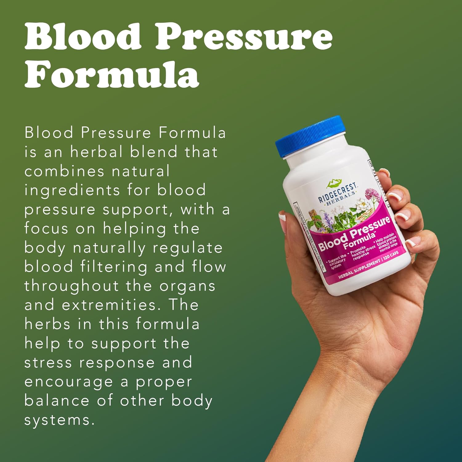 RidgeCrest Herbals Blood Pressure Herbal Formula, 12 Herbs, Poria Mushroom, Gastrodia, Gardenia, for Heart, Vascular, Circulation Health (120 Count)