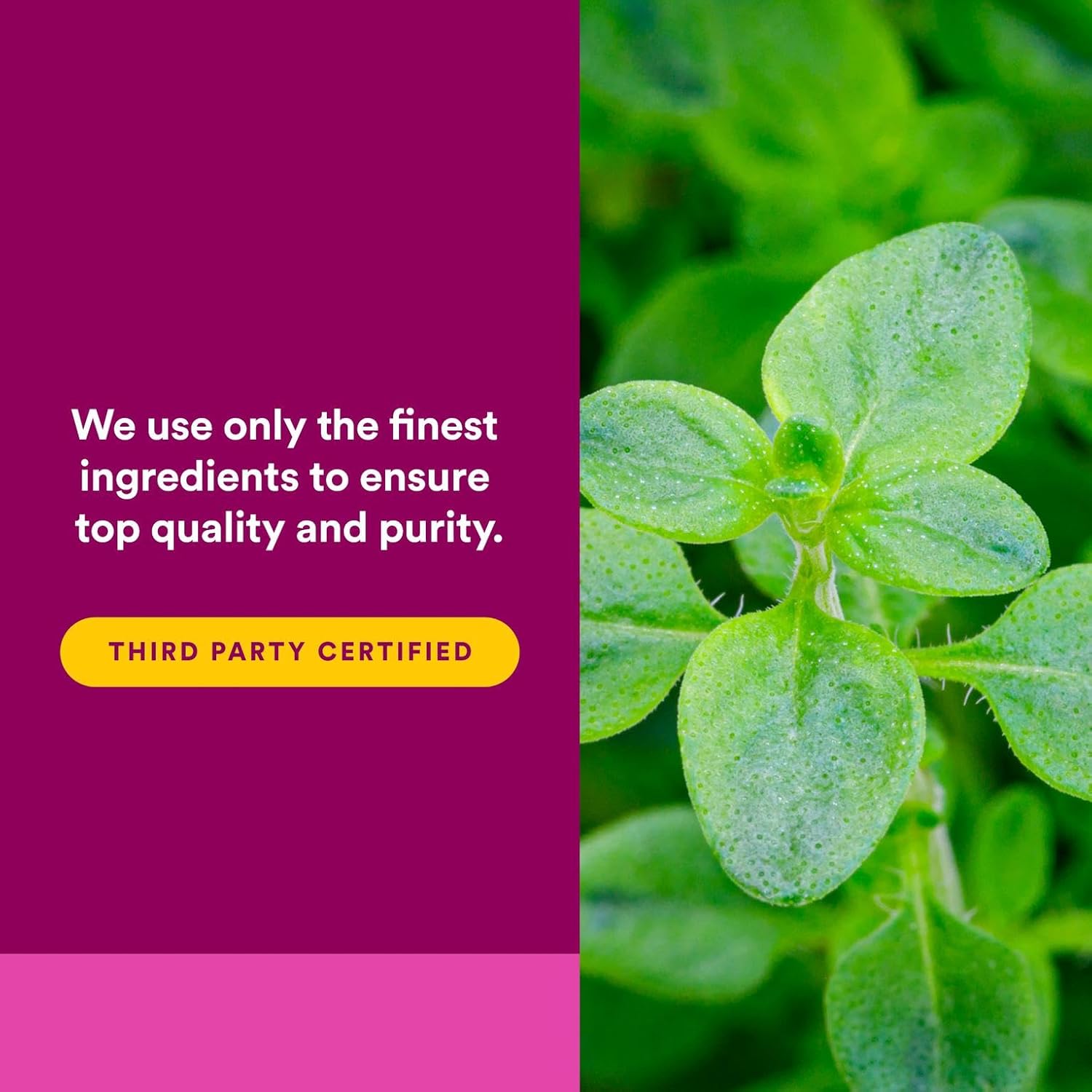 Natural Factors Oil of Oregano 180 mg, Helps Maintain Good Health with Extra Virgin Olive Oil, 60 Softgels