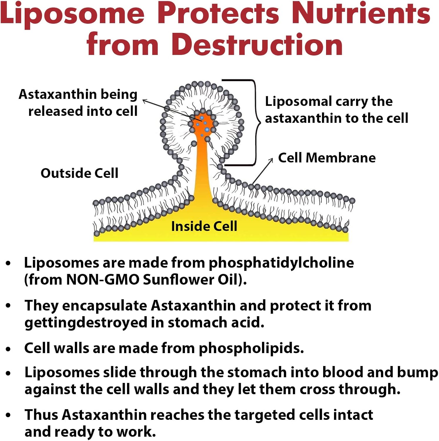 Liposomal Astaxanthin Supplement 24MG, Maximum Absorption, Antioxidant Stronger Than VIT C, Non-GMO & Gluten Free - 120 Softgels(4 Months Supply)