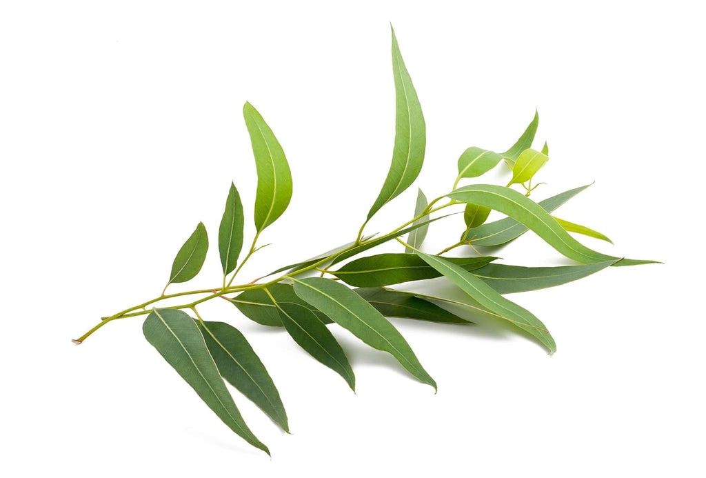 US Organic 100% Pure Eucalyptus Essential Oil (Globulus) - USDA Certified Organic, Steam Distilled - W/Euro droppers (More Size Variations Available) (10 ml / .33 fl oz)