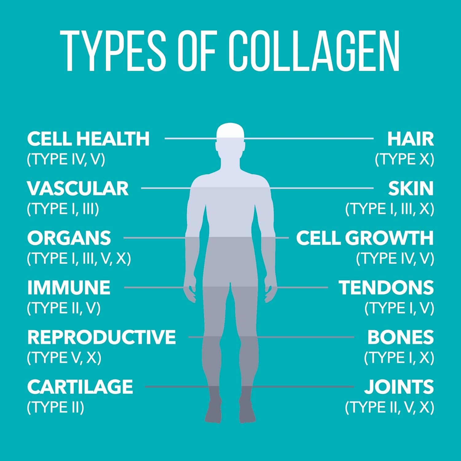 Natures Plus Collagen Peptides - 0.65 lbs Powder, Pack of 2 - Hair, Skin, Nail & Joint Health, Immune System Support - Non-GMO, Gluten Free - Up to 56 Total Servings