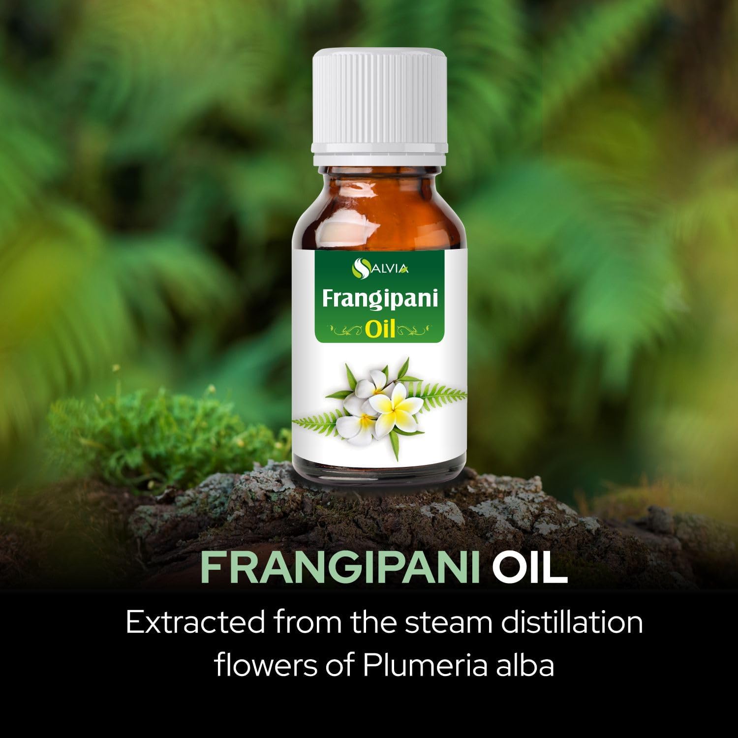 Frangipani Oil (Plumeria) Oil |100% Pure & Natural Undiluted Essential Oil Organic Standard| Perfect for Massage Oil, |Aromatherapy Oil-30ml
