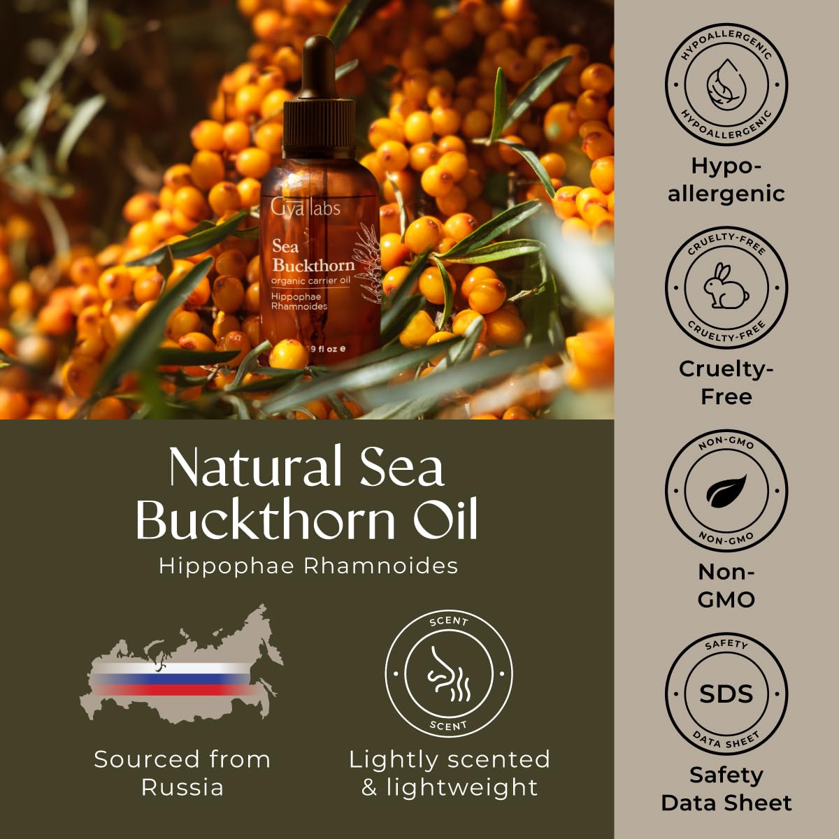 Gya Labs Organic Sea Buckthorn Oil - 100% Pure Natural Sea Buckthorn Carrier Oil for Skin, Face, Nails & Hair - Soothing & Moisturizing (1.69 Fl Oz)