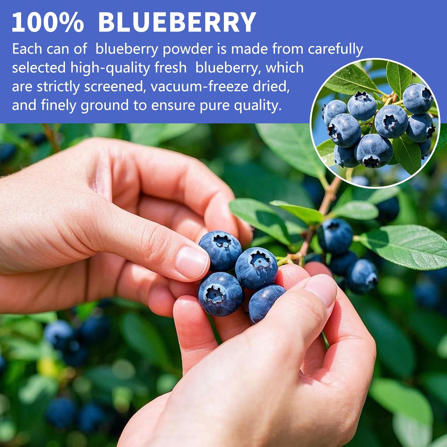 Blueberry Powder, 6.7OZ Freeze Dried Blueberry Pow der, Freeze Dried Fruit Powder, No Sugar & Additives, Great for Oatmeal, Cereal, Yogurt, Ice Cream, Pudding, Cookies, Cakes