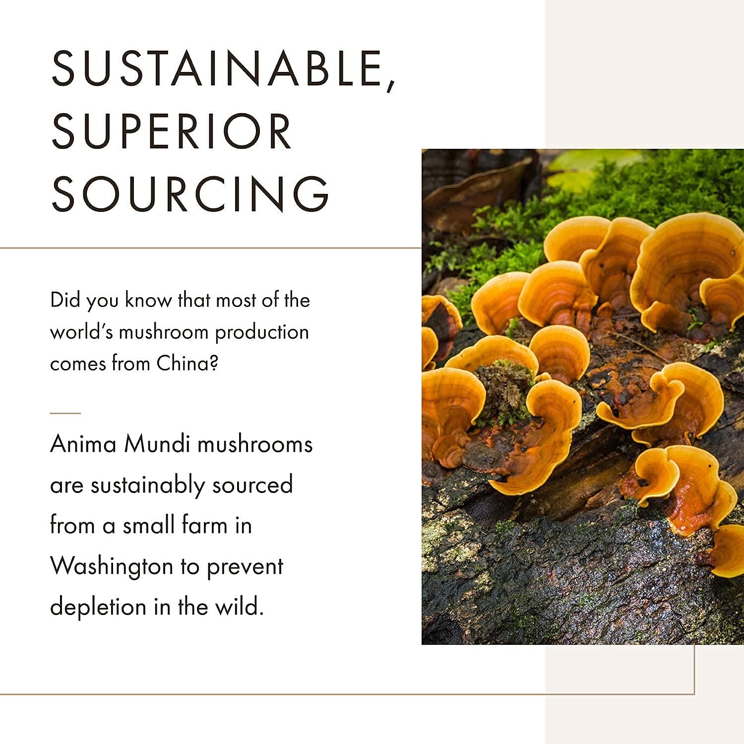 Anima Mundi Apothecary Soma 7 Mushroom Adaptogenic Elixir - Mushroom Liquid Extract Tincture with Reishi, Chaga, Lions Mane & Cordyceps - Vegan Immune Support Tincture (2oz)